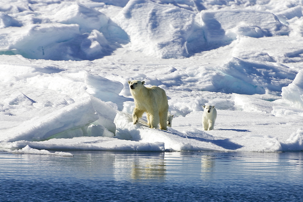 Polarbear with cubs on icefloe, Ursus maritimus, Svalbard, Norway