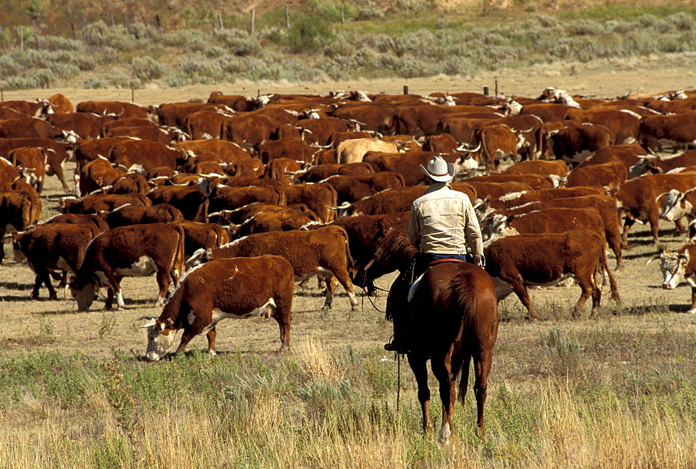 Cowboy on a horse in front of cattle herd, LX Ranch, Amarillo, Texas, USA, America