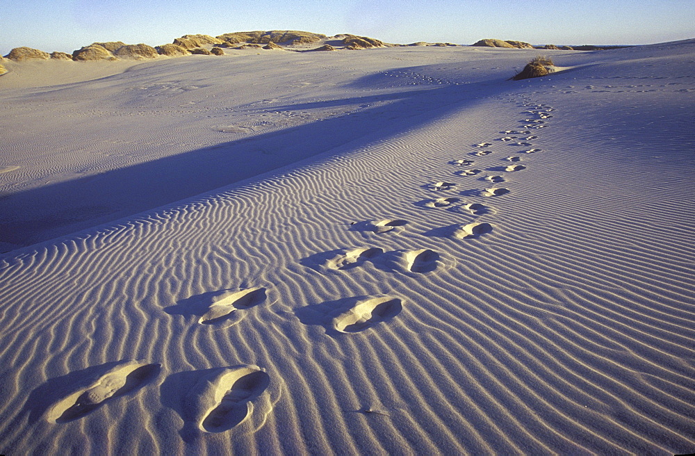 Footprints in the sand, Rabjerg Mile, Jutland, Denmark