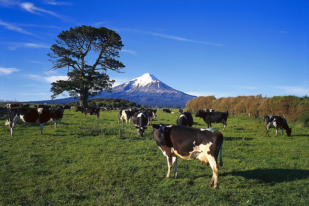 Mount Taranaki, near New Plymouth, Taranaki, North Island, New Zealand