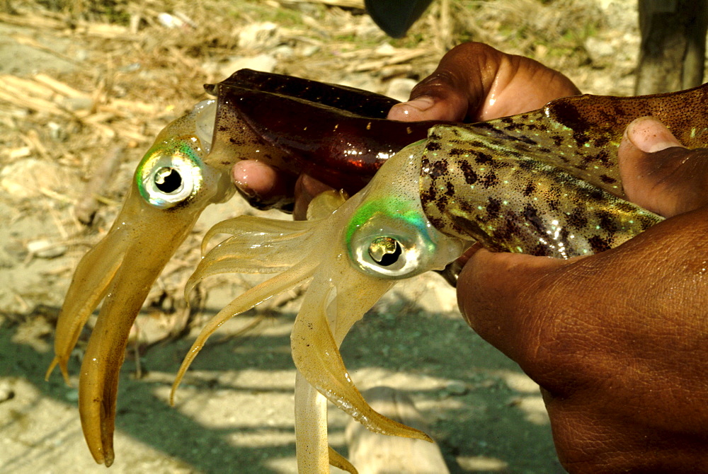 Hands holding two octopusses, Taganga, Santa Marta, Colombia, South America