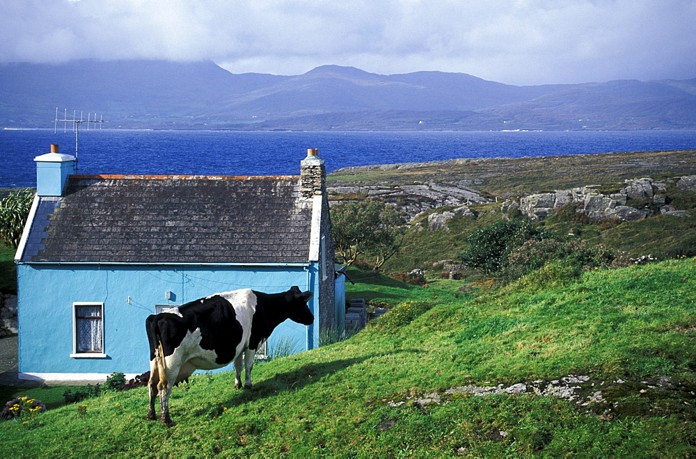 Cow in front of a cottage near Ardgroom, Co. Cork, Ring of Beara, Ireland