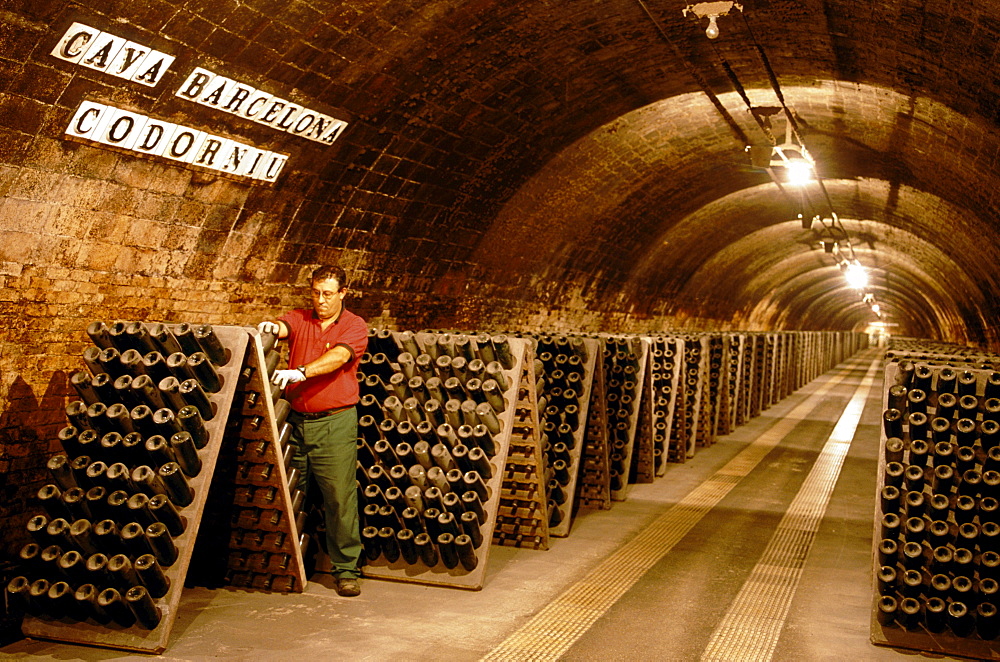 Man turning bottles in a wine cellar, Cava Cellar methode champenoise, Codorniu, Sant Sadurni d'Anola, Catalonia, Spain