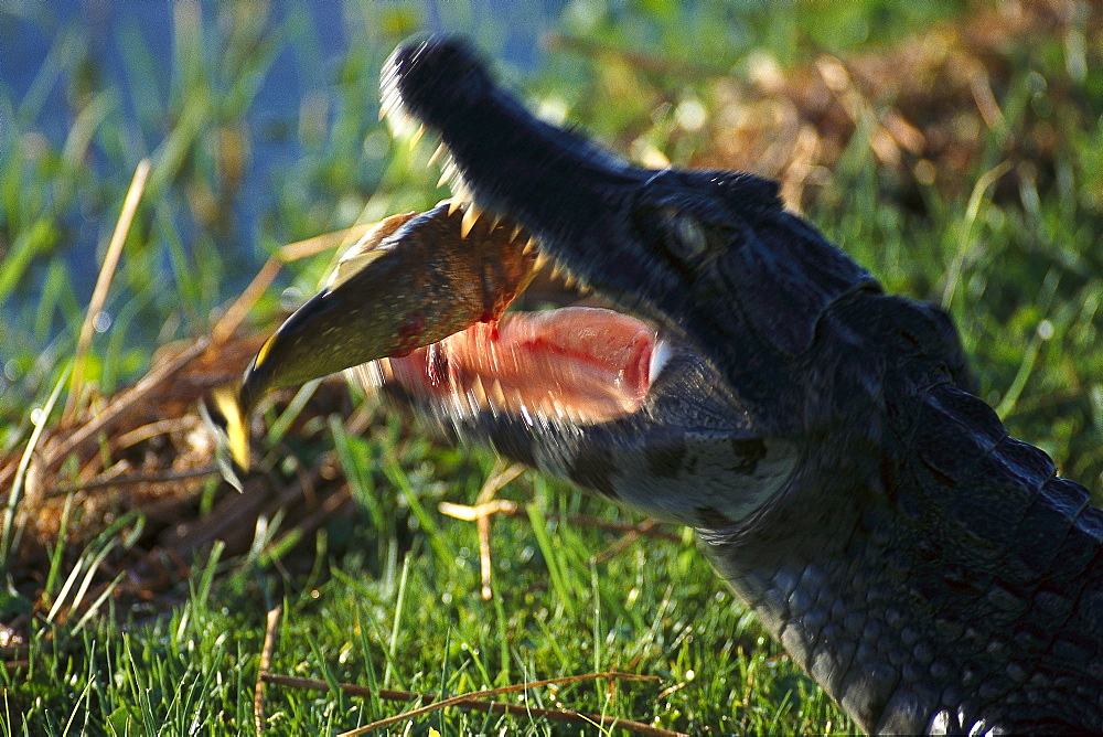 Caiman with Piranha, Esteros del Ibera, Corrientes, Argentina, South America, America