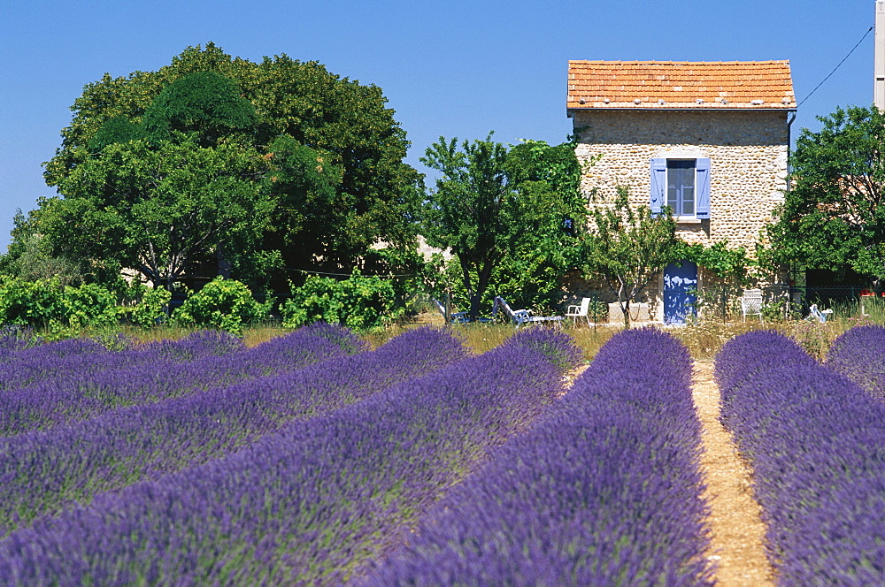 Lavender field and house in the sunlight, Alpes de Haute Provence, Provence, France, Europe