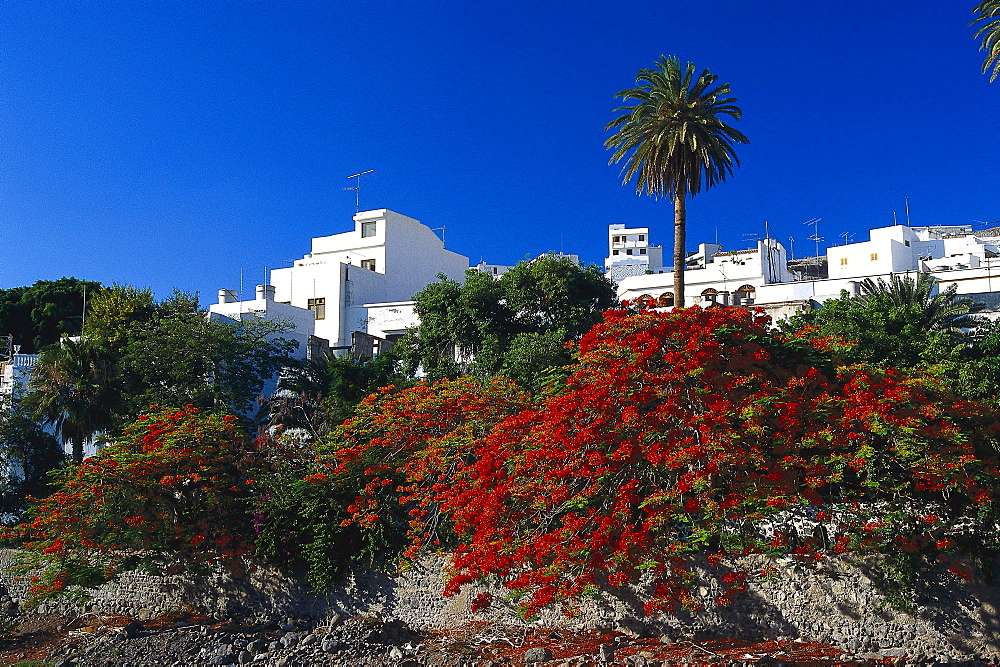 Agaete and botanical garden, Gran Canaria, Canary Islands, Spain