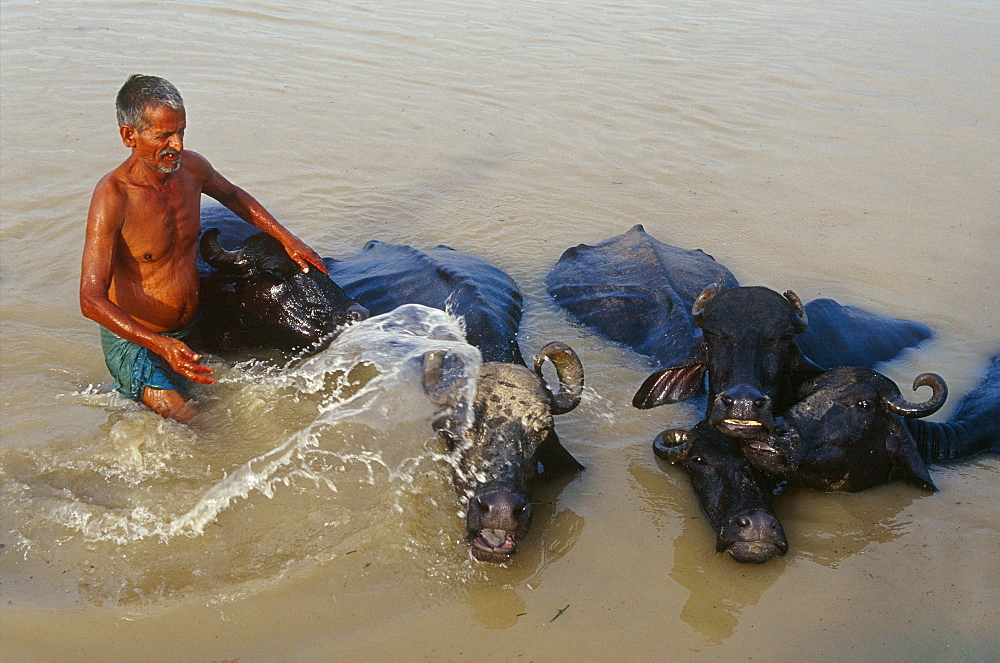 Man washing cows, Ganges river, Tulsi Ghat, Varanasi, Benares, Uttar Pradesh, India