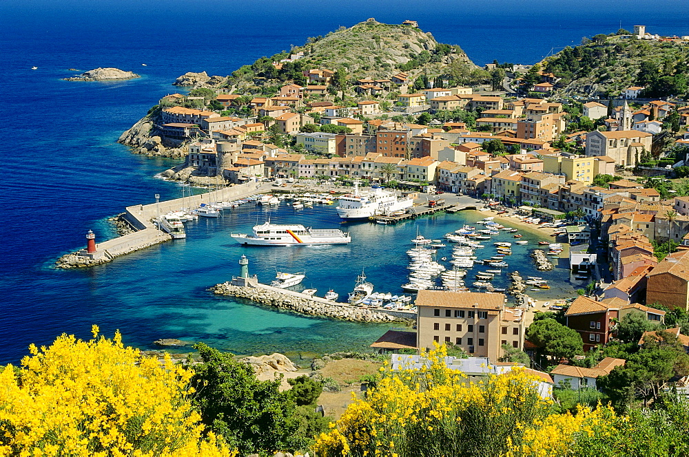 Blooming gorse, lat. Ulex, Giglio Porto, Isola del Giglio, Giglio Island, Tuscan Island, Mediterranean Sea, Tuscany, Italy