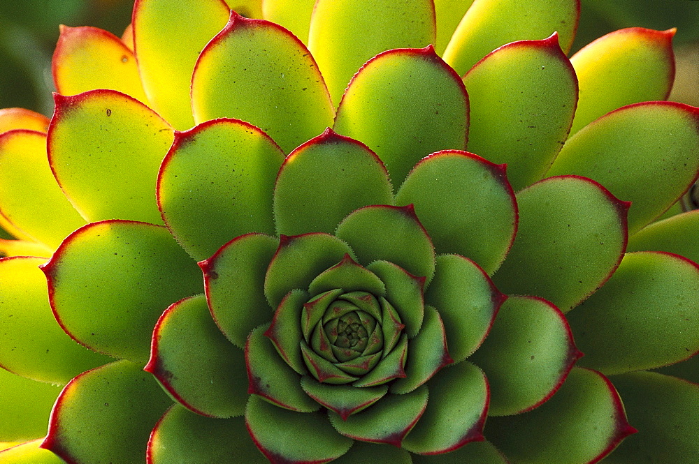 Aeonium plant, Montanas del Fuego, Lanzarote, Canary Islands, Spain