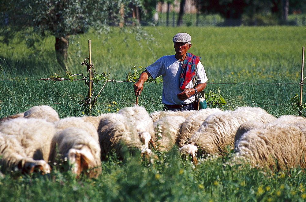 Shepherd near Torrita di Siena, Tuscany, Italy