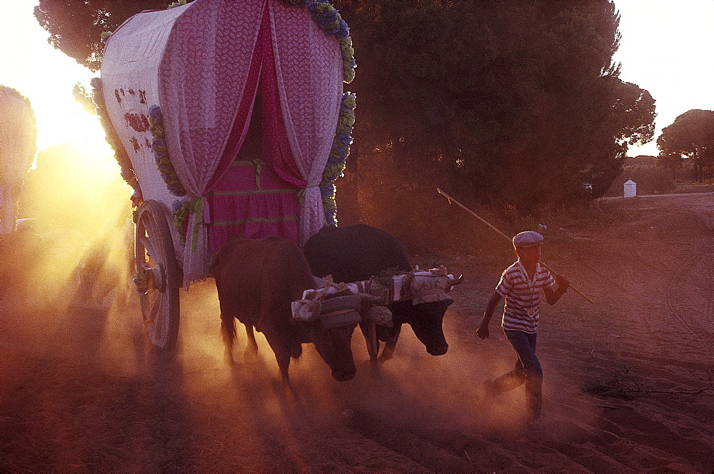 Boy leading an ox carriage, sanddust, RomerÃŒa al RocÃŒo, El RocÃŒo, pilgrimage, Andalusia, Spain