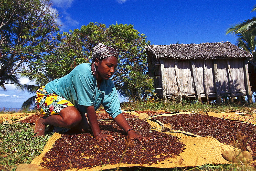 Woman desiccating cloves, Ste Marie, Madagascar