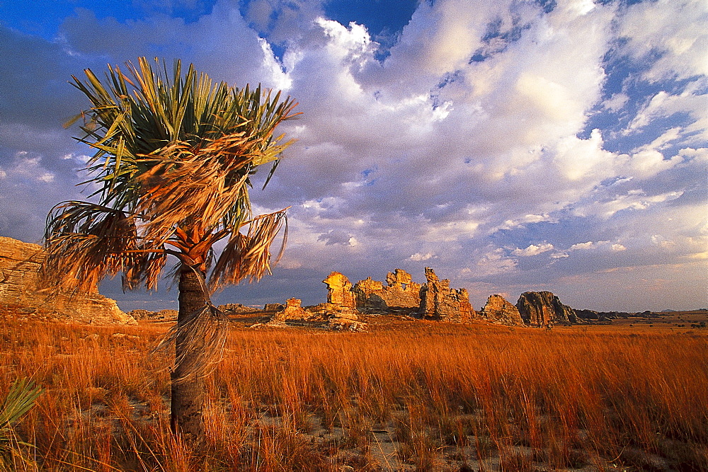 Single palm tree and rocks, Isola NP, Madagascar