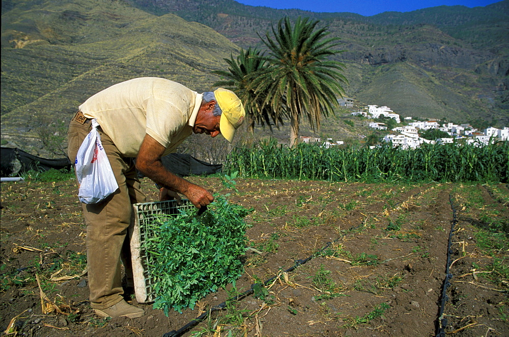 Tomatenanbau, El Risco, Agaete, Gran Canaria, Canary Islands, Spain