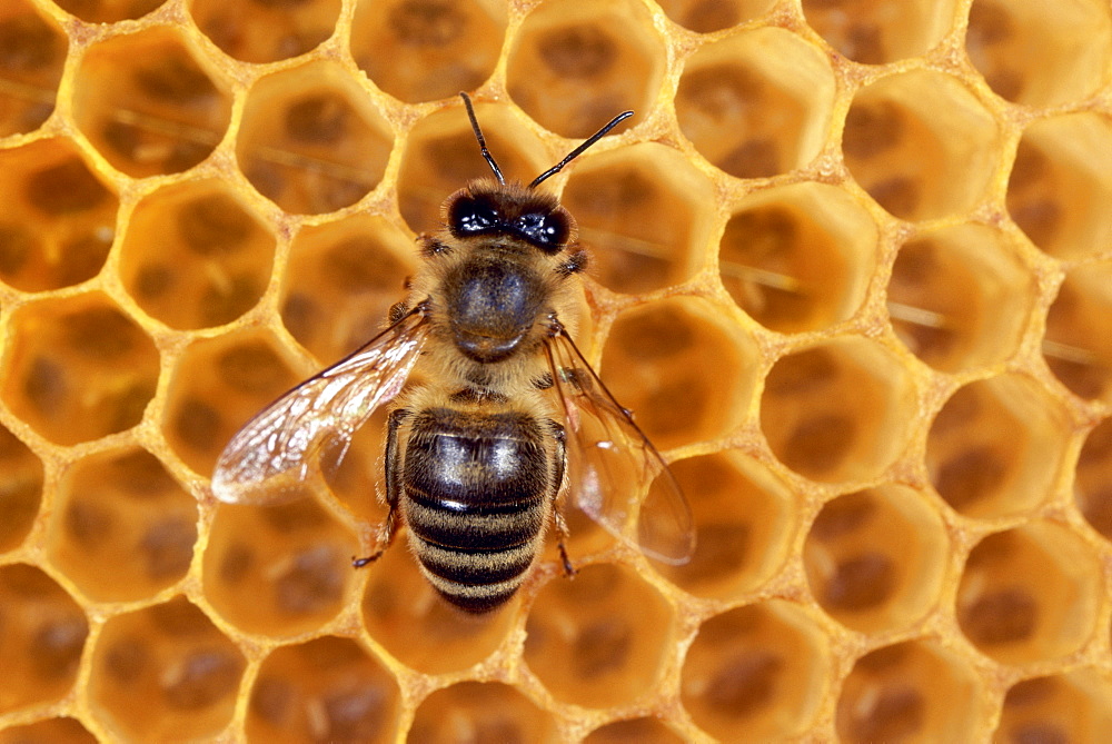 Honey bee at honeycomb, Close-up