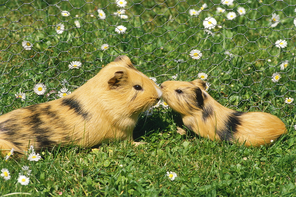 Guinea pigs, mother and young animal in outdoor enclosure on a meadow