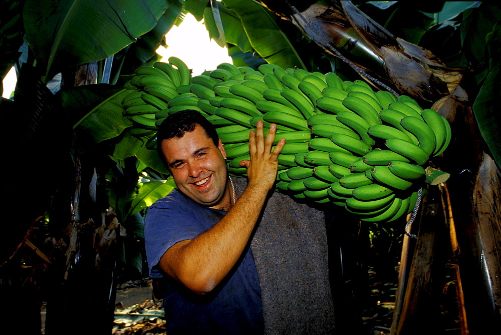 Worker carrying bananas, Banane plantage, Canary Islands, Spain