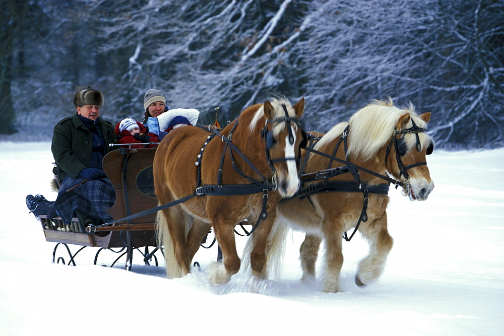 Family enjoying a sleigh ride in a horse drawn sleigh, Winter, Upper Bavaria, Bavaria, Germany