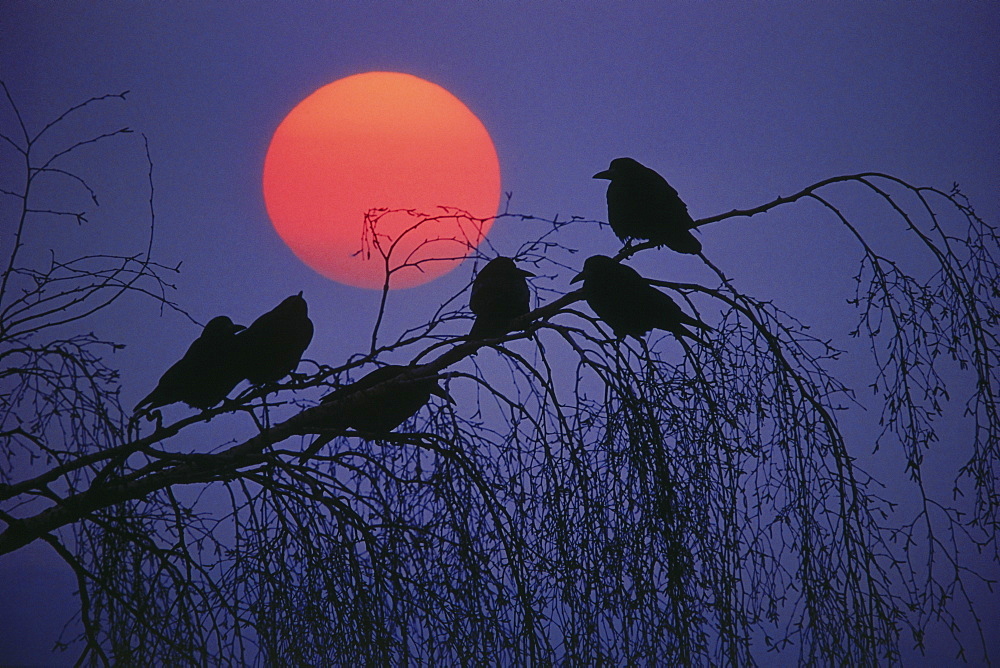 Rooks sitting on a branch at full moon