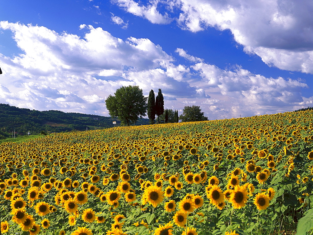 Sunflowerfield, Chianti, Tuscany, Italy