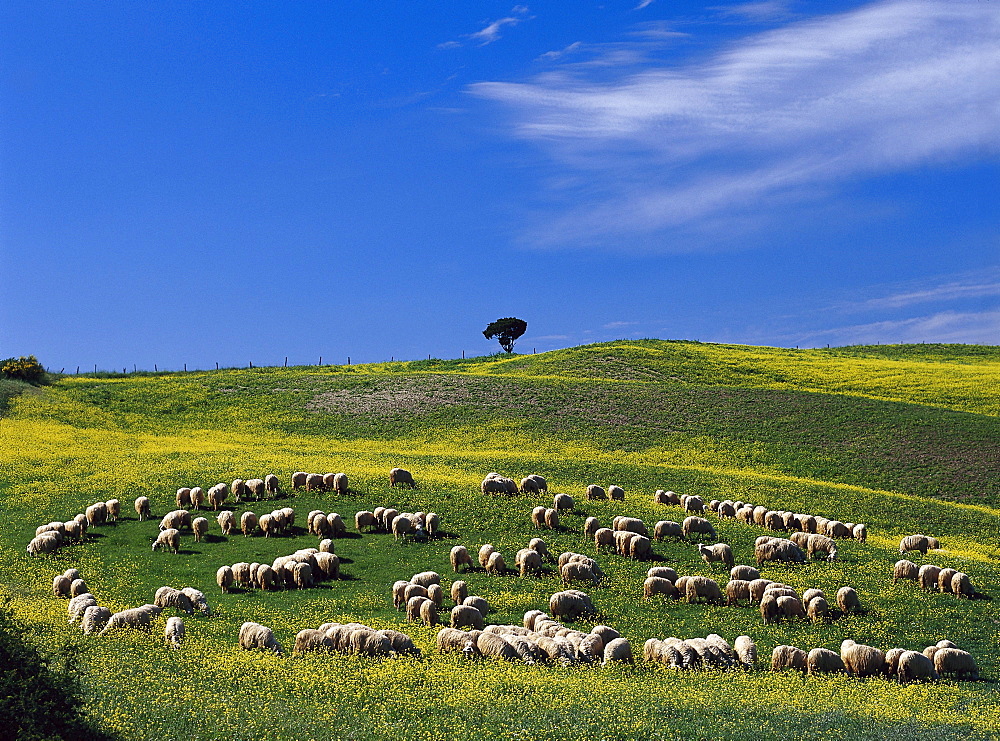 Flock of sheep near Pienza, Tuscany, Italy