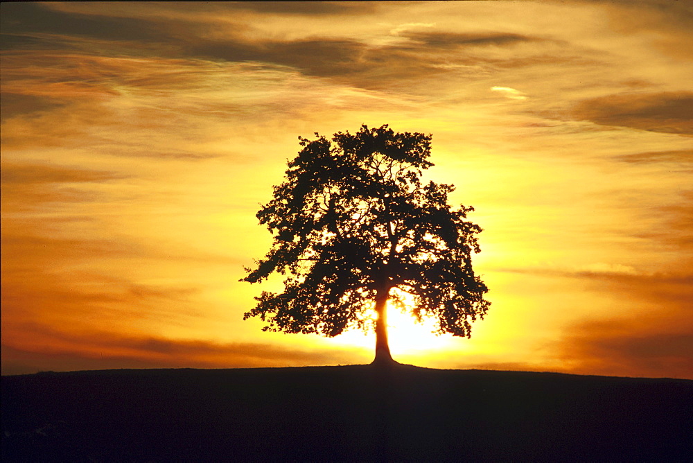 Silhouette of a tree in the evening light, Landscape, Nature