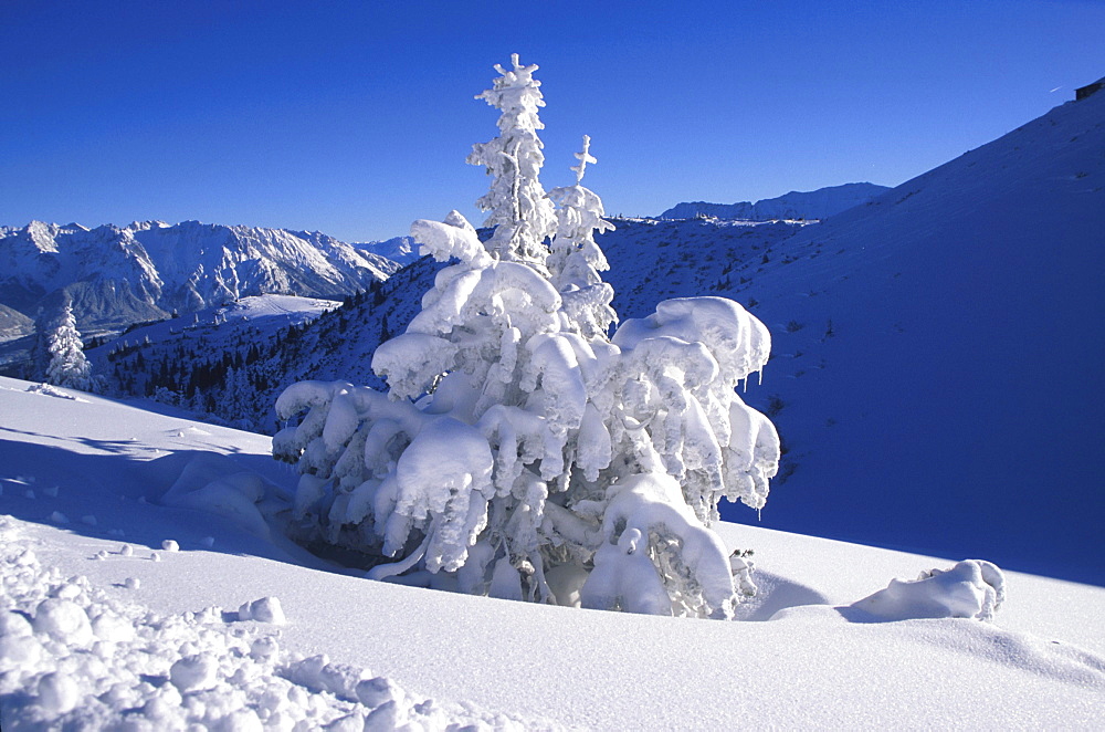 Conifer tree laden with snow, Winter Mountain Landscape