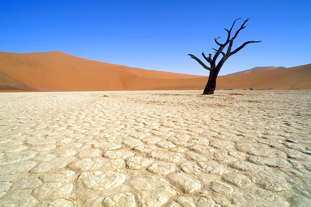 Bare tree standing in the desert under a blue sky, Namib, Naukluft Park, Namibia, Africa
