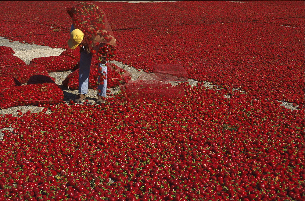 Drying red peppers, La Aparecida, near Orihuela, Province Alicante, Valenciana, Spain