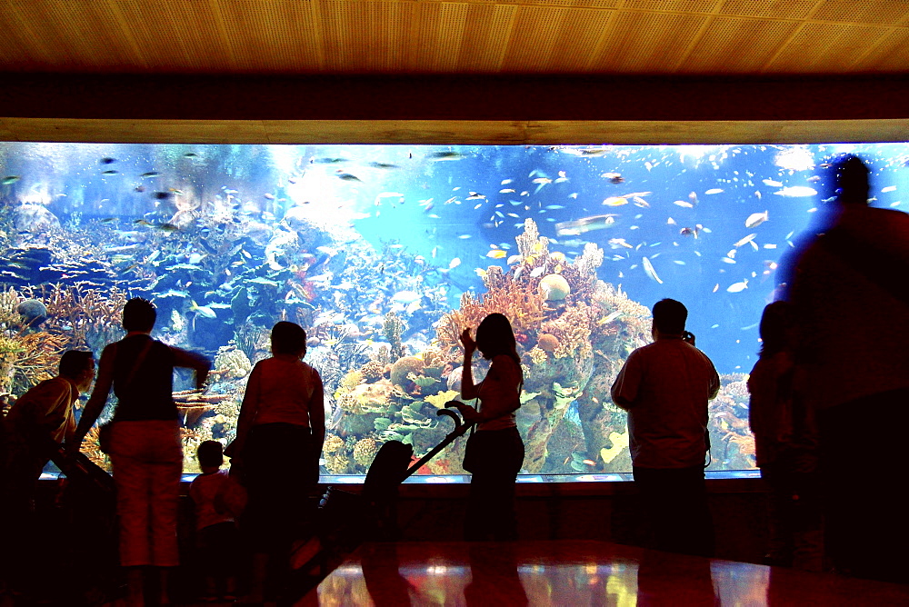 Oceanografic, Valencia, Spain