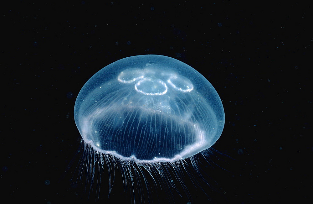 Moon Jellyfish, Aurelia aurita, Norway, Atlantic Ocean