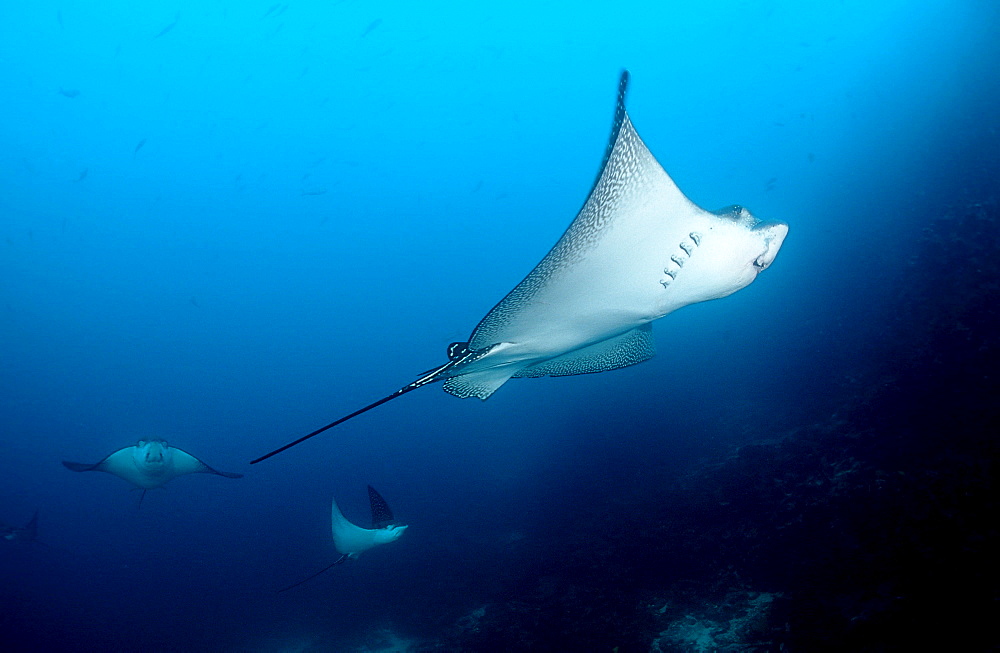 Spotted Eagle ray, Aetobatus narinari, Ecuador, South America, GalÂ·pagos, Galapagos, Island, Pacific Ocean