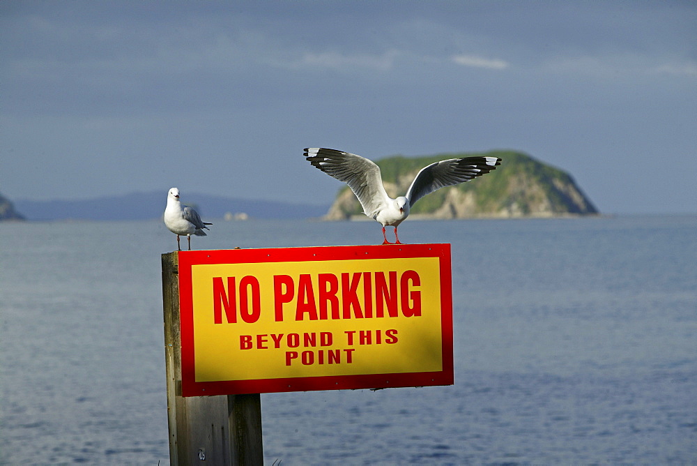 Seagulls on warning sign, Coromandel Peninsula, North Island, New Zealand, Oceania