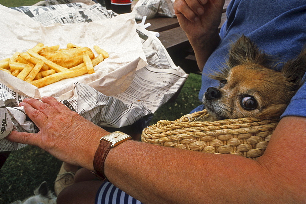 Woman and dog eating fish and chips outside, Coromandel Peninsula, North Island, New Zealand, Oceania