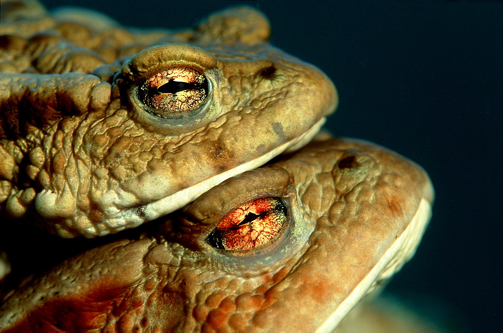 Toad swimming to water surface, Bufo bufo, Germany, Bavaria