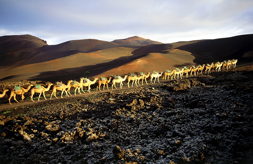 Camels, Montanas del Fuego, volcanic landscape, Timanfaya National Park, Lanzarote, Canary Islands, Spain