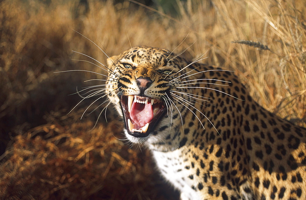 Snarling leopard, big cat, Mammal, Africa