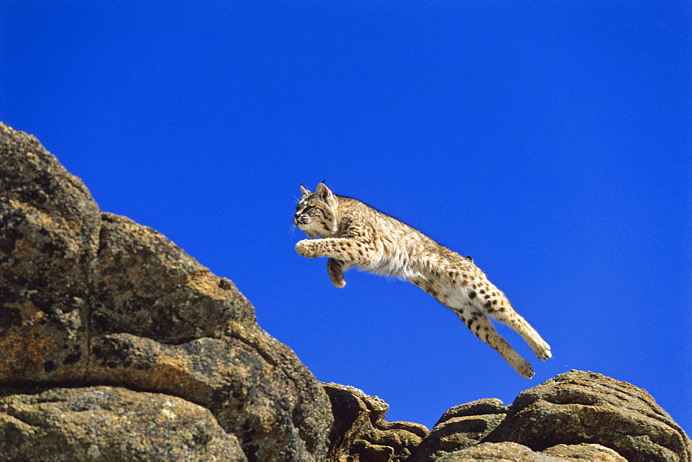 Bob Cat leaping, Felis rufus, North America