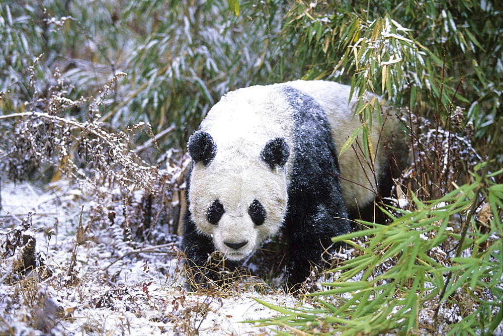 Great Panda in Winter, Wolong Valley, China