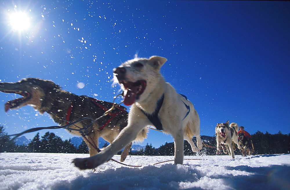 dog sled and driver in action, raised snow