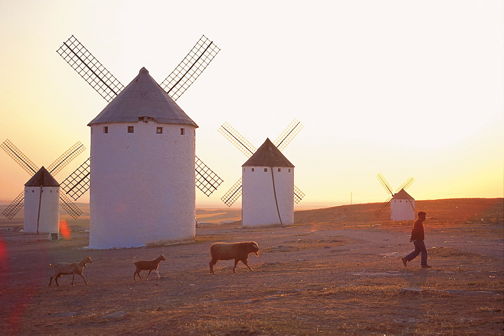 Farmer with animals, windmills, La Mancha, Spain