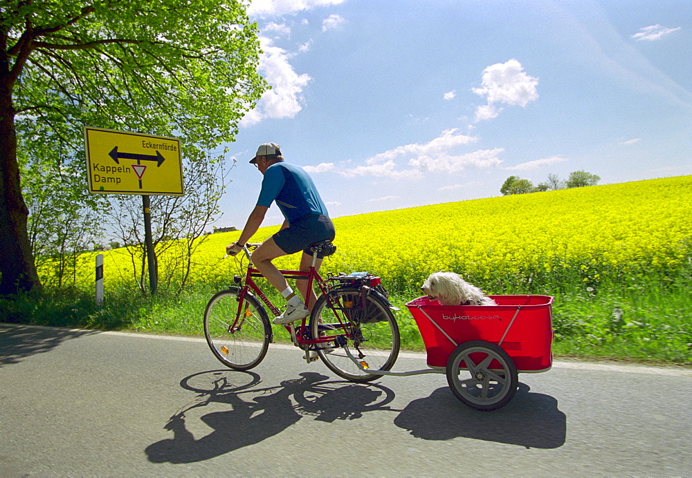 Biker with dog in trailer beside rape field, from Kappeln to Suederbrarup, Schleswig-Holstein, Germany