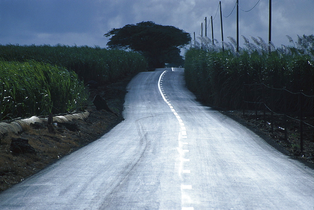 Country road amidst sugar cane fields, Mauritius, Africa