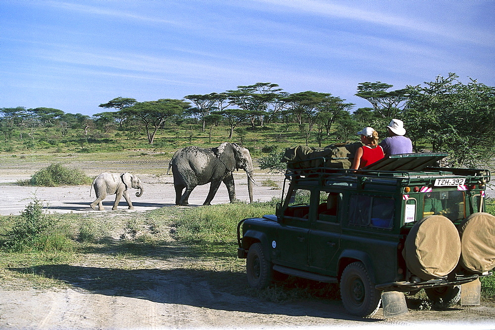 African Elephants, Jeep Safari, Serengeti National Park, Tanzania, Africa