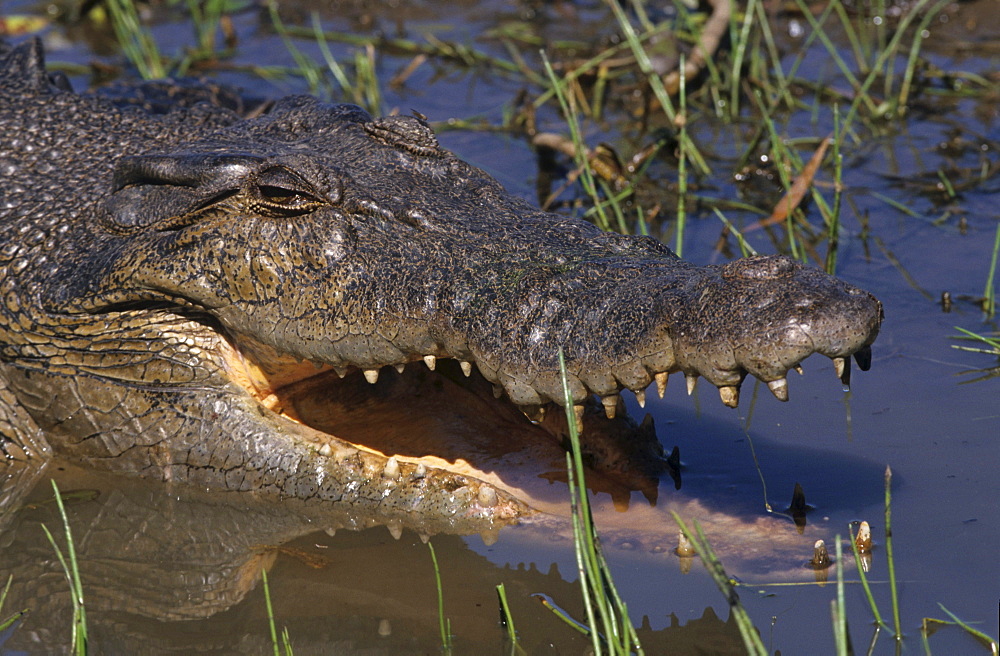 Estuarine crocodile, saltwater crocodile in the wild, the largest reptile, close-up, Northern Territory, Australia