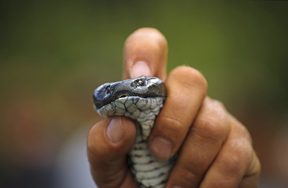 One person holding Tiger Snake, tiger snake farm at Taranna, Tasmania, Australia