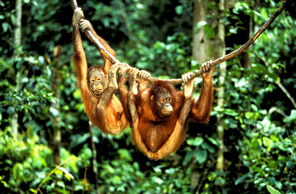 Orang-Utan, Pongo Pygmaeus, Gunung Leuser National Park, Sumatra, Indonesia, Asia