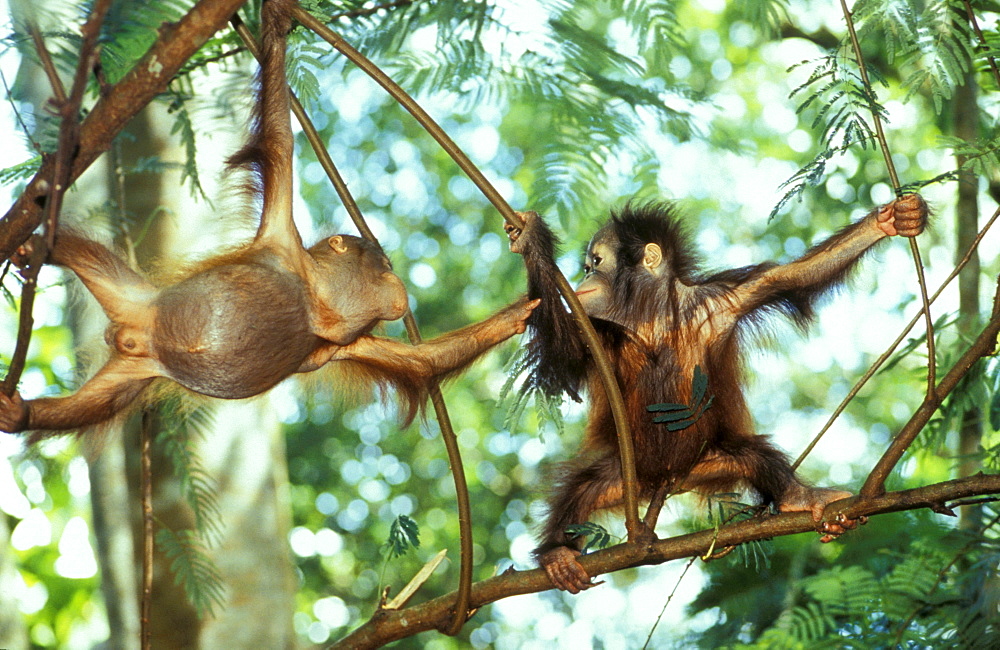 Two Orangutans babies in the trees, Pongo Pygmaeus, Gunung Leuser National Park, Sumatra, Indonesia, Asia