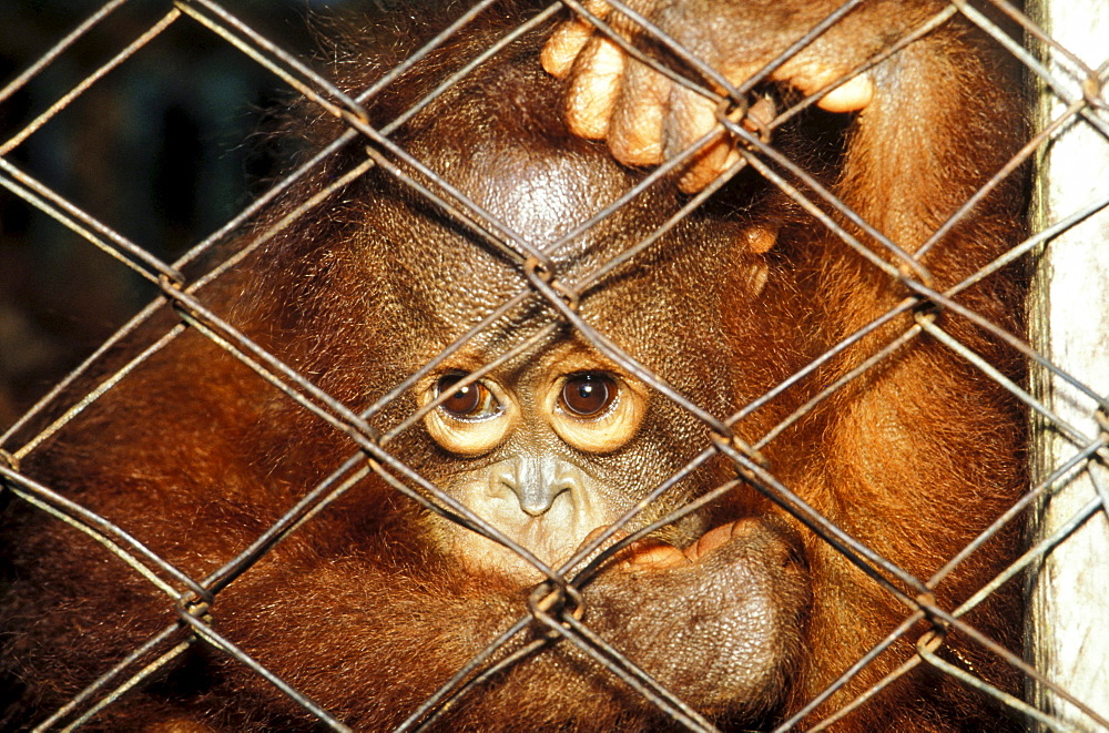 Orang-Utan baby behind the fence, Gunung Leuser National Park, Sumatra, Indonesia, Asia