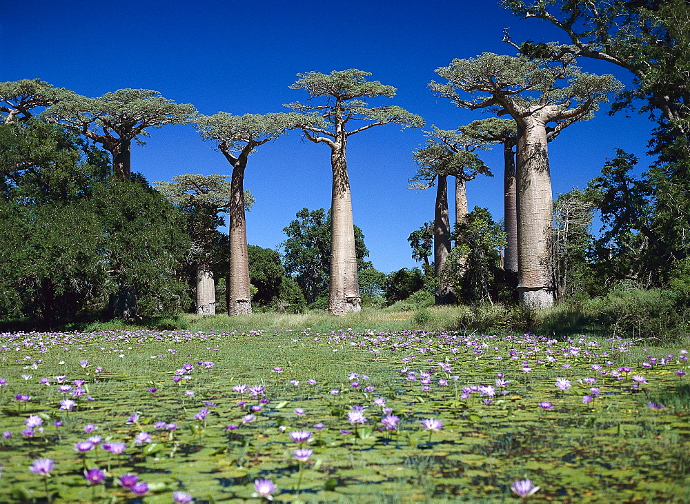 Baobabs near Morondava, Madagaskar